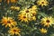 Bright bloom of yellow rudbeckia - black eyed susan flowers in g