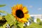 Bright bloomed Sunflower in the nature