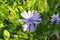 Bright blooming blue succory or common chicory Cichorium intybus plant flower on the meadow on green grass background