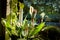 Bright blooming calla flowers on a window in the house against manege background