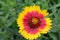 bright blooming gaillardia on a background of green grass