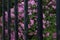 Bright blooming lush bush of violet lilac