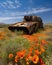 A bright blooming meadow of poppies hides an ancient tank the paint chipped and rusting in the sun. Abandoned landscape