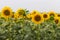 Bright blooming sunflowers meadow. Yellow sunflowers with green leaves closeup. Field of sunflowers.