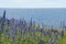 Bright blossom Blueweed flowers by a coast with water reflections