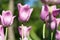 Bright blossom of the purple tulip