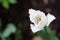 Bright blossom of the white tulip