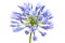 Bright blue Agapanthus flower