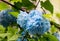 Bright blue azure hydrangea blossoming close-up beautifully colorful