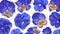 Bright blue background with realistic pansies flowers.