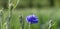 bright blue blossom of a cornflower in the beautiful dense green meadow grass