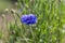 bright blue blossom of a cornflower in the beautiful dense green meadow grass