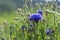 bright blue blossom of a cornflower in the beautiful dense green meadow grass