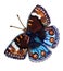 Bright blue-and-brown butterfly with orange eyes 8