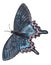 Bright blue butterfly with a black outline and patterned edge