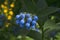 Bright blue comfrey flowers SÃ½mphytum against a background of green leaves in a flower garden