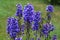 Bright blue delphinium flower spires