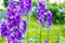 Bright blue delphiniums plant Popular ornamental in cottage gardens