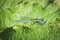 A bright blue dragonfly common bluet Enallagma cyathigerum sits on a green leaf. Summer landscape