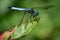 Bright Blue Dragonfly on Leaf in Garden