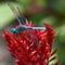Bright Blue Dragonfly on Red Flowers in Garden