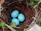 Bright Blue Eggs in the Nest
