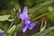 Bright blue flower with long leaves.