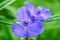 Bright blue flower tradescantia in the garden