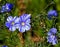 Bright blue flowers of the flax, with the Latin name Linum perenne