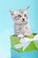 Bright blue green kitten gift