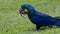 bright blue hyacinth macaw parrot