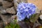 Bright blue Hydrangea macrophylla flowers in summer, close up, old stone wall