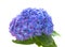 Bright blue-lilac hydrangea