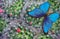 Bright blue morpho butterfly on a natural flowering background. Flowering cacti. Blooming cactus texture background.