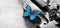 Bright blue morpho butterfly sitting on the violin black and white. melody concept. copy space