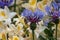 Bright blue mountain bluets in spring being pollinated by large bees