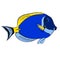 bright blue paracanthurus fish illustration