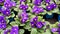 Bright blue or purple with yellow center of a primrose flowers cowslip with bright green leaves in a flower pots. Festive flower