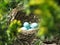Bright blue Robin eggs in a hidden nest