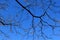 Bright blue skies as backdrop to tree branches with last of the season\'s leaves