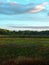 Bright blue sky with floating clouds over the green cranberry field after rain on Cape Cod in September