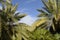 Bright blue sky between palm leaves. Palm Trees - Resort moke up