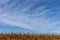 Bright blue sky with thin clouds over a field of dry corn stalks, creative copy space for fall landscape