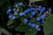 Bright blue tiny flowers are growing in the garden