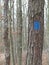 Bright Blue Trail Marker or Blaze on a Rough Barked Pine Tree in Winter