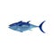 Bright blue tuna, side view. Predatory fish. Sea animal. Marine creature. Seafood theme. Detailed flat vector icon