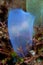 Bright Blue Tunicate on Reef in Indonesia