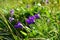 Bright bluebells close up in the grass