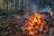 Bright bonfire burning in a pine forest. Forest fire.