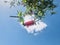 Bright bottlebrush in the center of the white clouds,  and blue sky background.